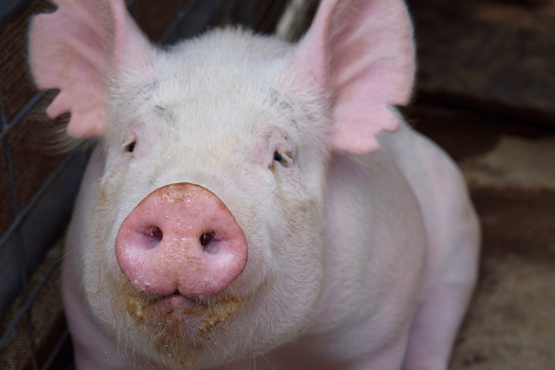 Jayla Romain - The pig, Gip.jpg